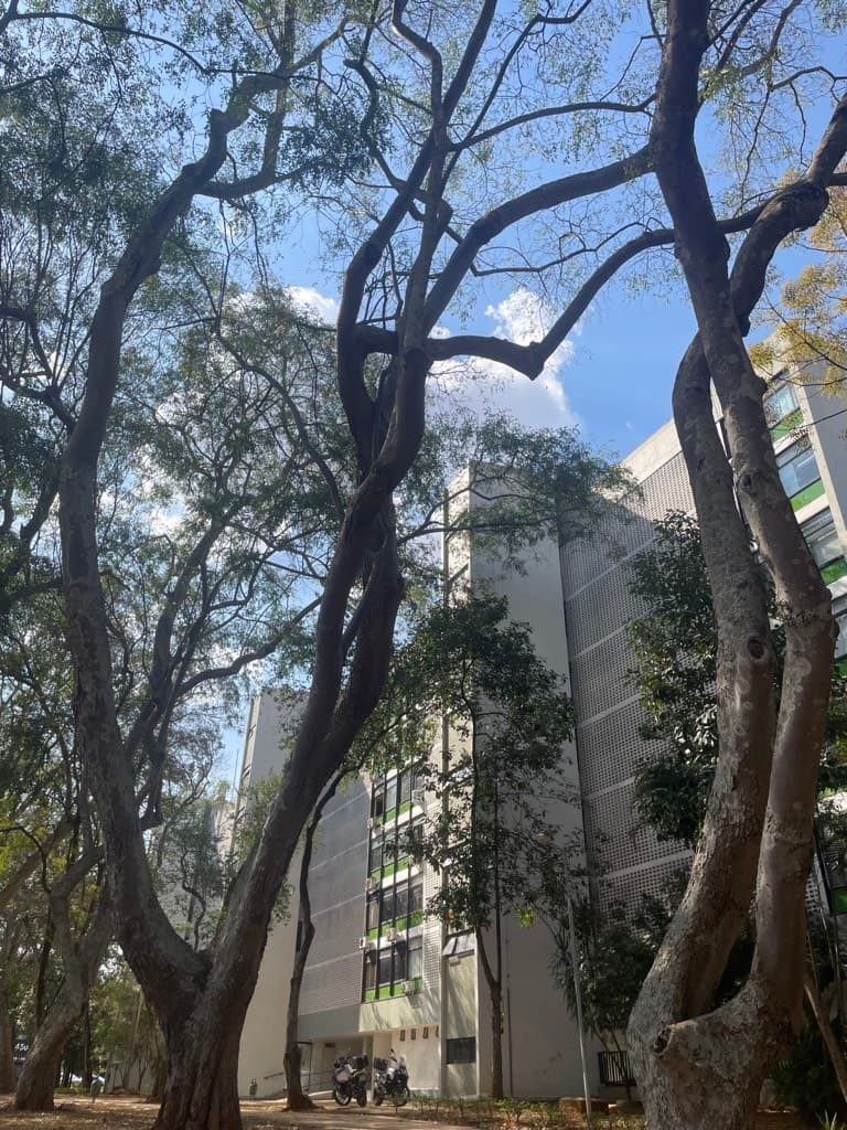 Faisão Dourado — foto